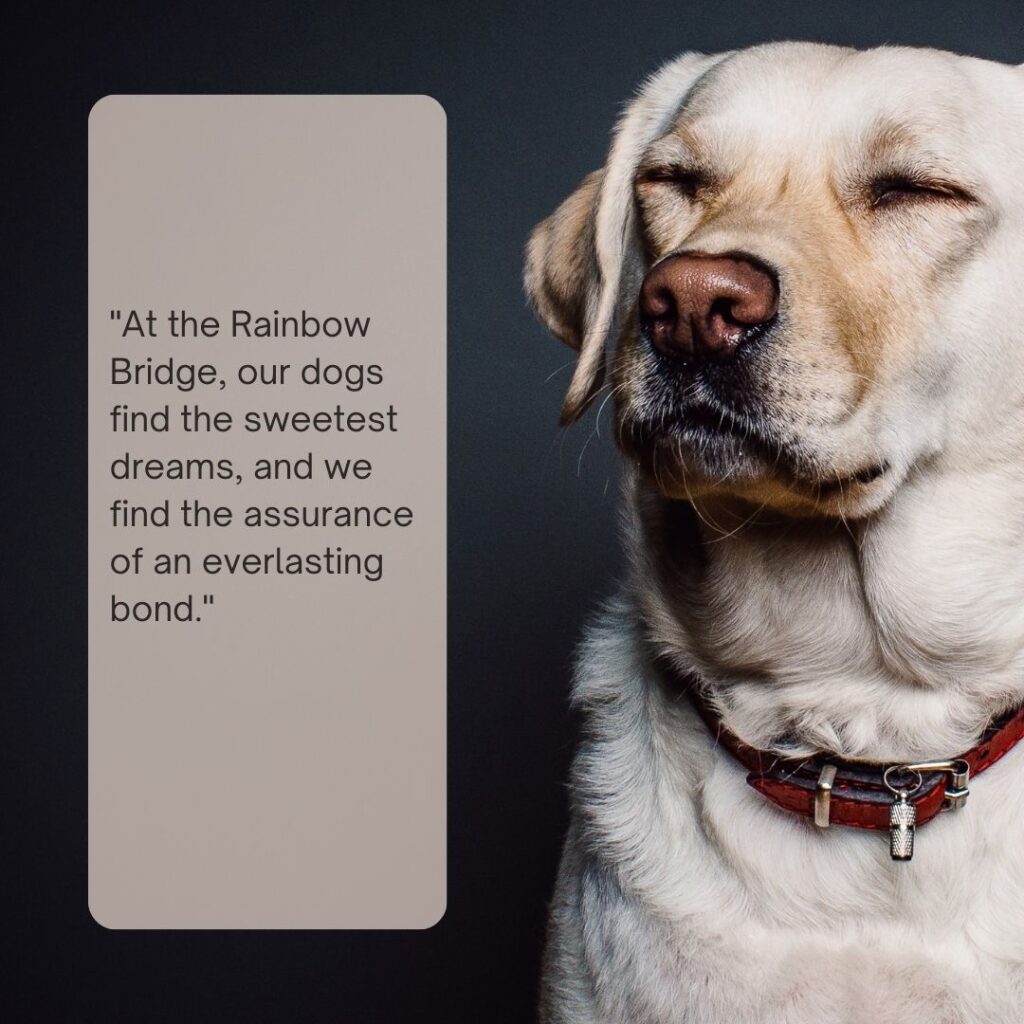 "At the Rainbow Bridge, our dogs find the sweetest dreams, and we find the assurance of an everlasting bond."